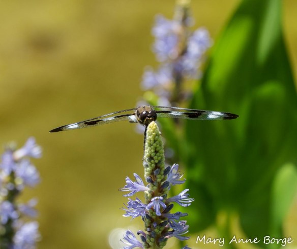 Twelve-spotted Skimmer on Pickerelweed