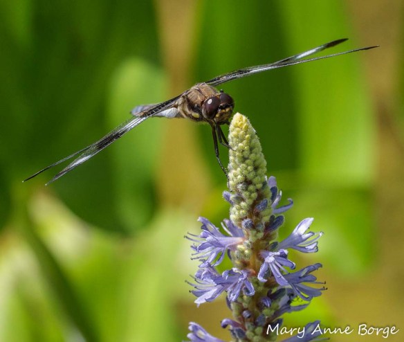 Twelve-spotted Skimmer on Pickerelweed