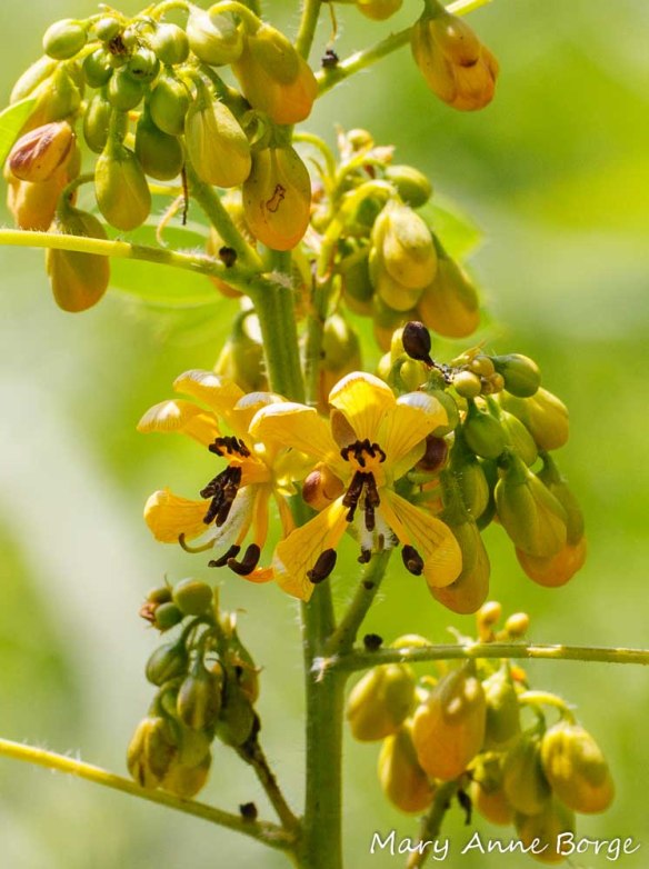 Wild Senna (Senna hebecarpa) flowers