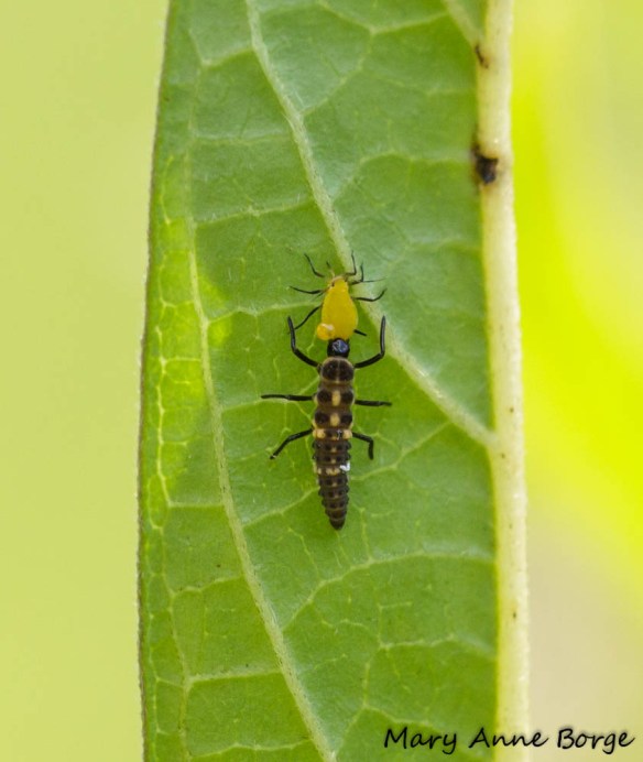 Lady Beetle larvae biting aphid that shows signs (bubble) of being parasitized by a braconid wasp.