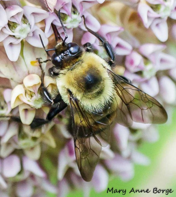 Bumble Bee with pollinia of Common Milkweed (Asclepias syriaca)