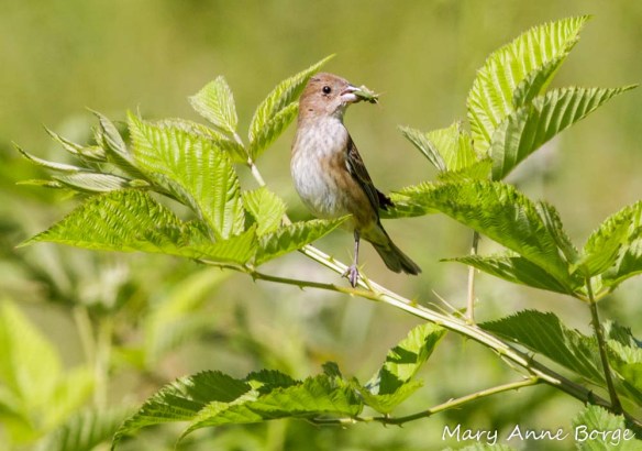 Female Indigo Bunting with lunch