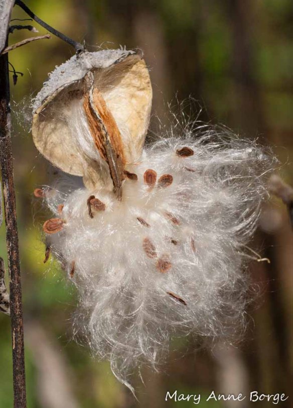 Common Milkweed (Asclepias syriaca) dispersing seeds