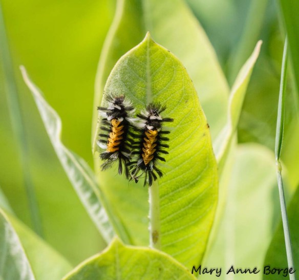 Milkweed Tussock Moth (Euchaetes egle) Caterpillers