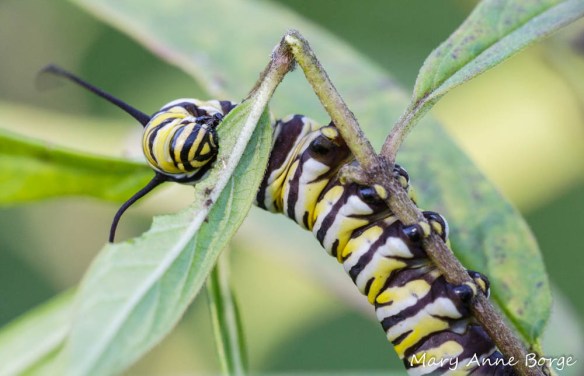 Monarch Caterpiller on Swamp Milkweed (Asclepias incarnata)