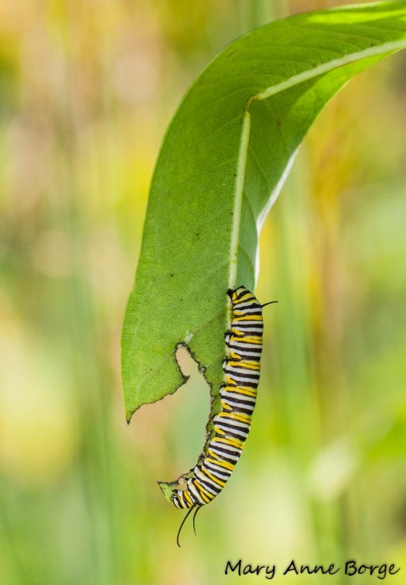 Monarch Caterpiller on Common Milkweed (Asclepias syriaca)