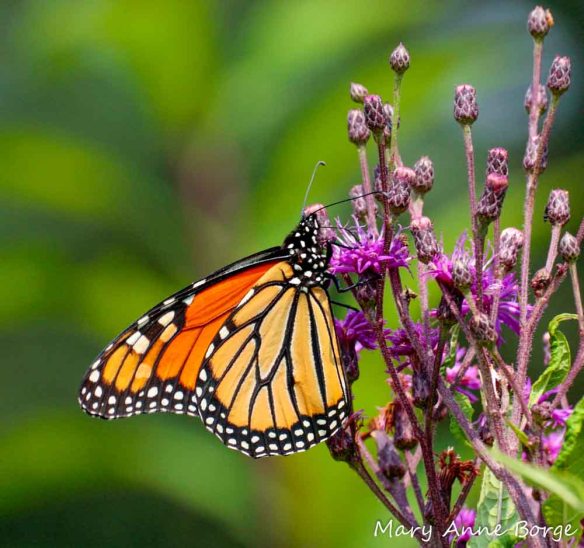 Monarch nectaring on New York Ironweed (Vernonia noveboracensis)