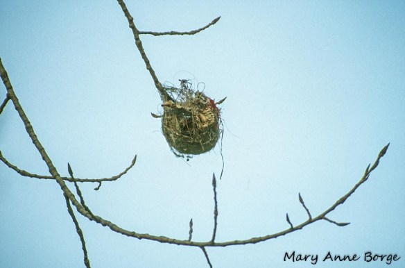 Northern Oriole Nest