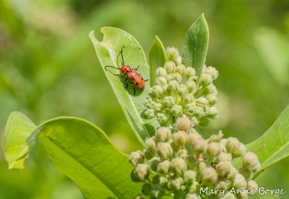 Red Milkweed Beetle (Tetraopes tetraophthalmus) on Common Milkweed