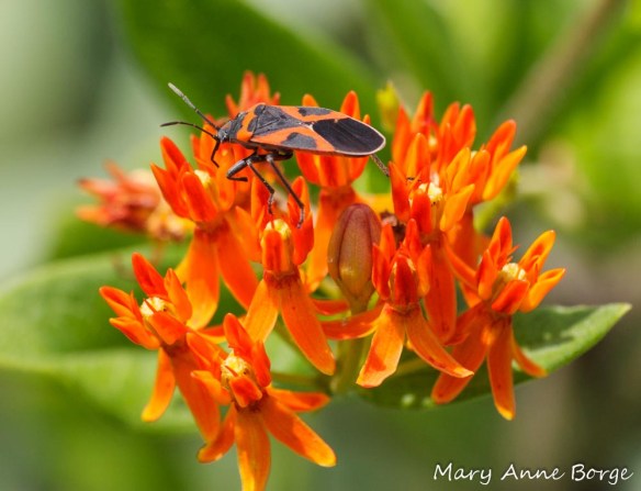 Small Milkweed Bug (Lygaeus kalmii) on Butterflyweed (Asclepias tuberosa)