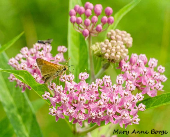 Tawny-edged Skipper on Swamp Milkweed (Asclepias incarnata)