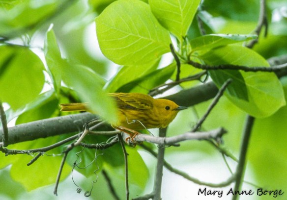 Yellow Warbler