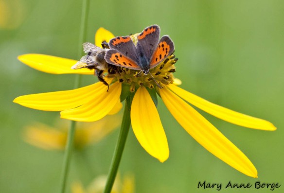 Green-headed Coneflower (Rudbeckia laciniata) with American Copper and Bumble Bee