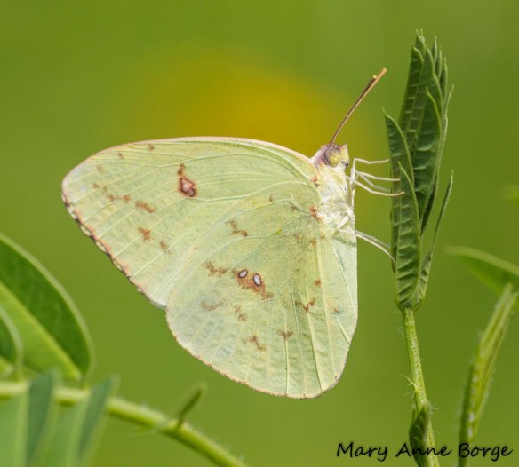 Cloudless Sulphur on Wild Senna (Senna hebecarpa)