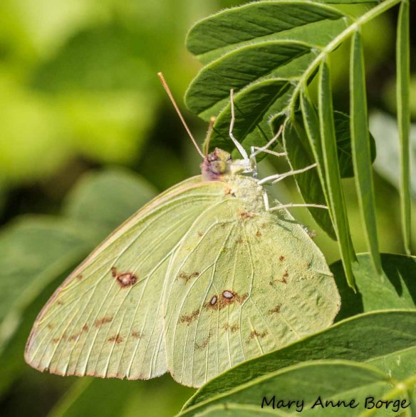Cloudless Sulphur laying egg on Wild Senna (Senna hebecarpa)