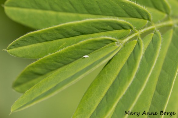 Cloudless Sulphur egg on Wild Senna (Senna hebecarpa)