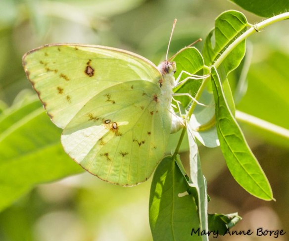 Cloudless Sulphur on Wild Senna (Senna hebecarpa) laying egg opposite leaf where a Sleepy Orange caterpillar is hiding
