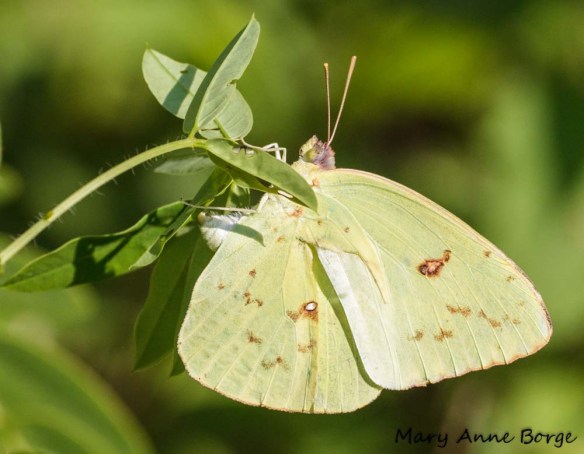 Cloudless Sulphur laying egg, or ovipositing, on Wild Senna (Senna hebecarpa)