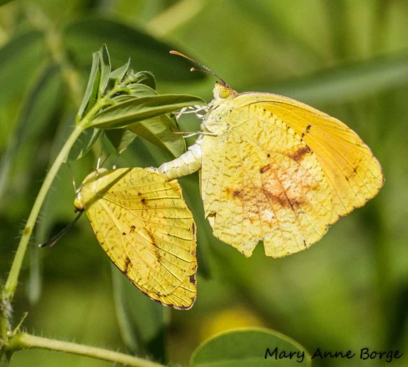 Sleepy Orange butterflies, mating