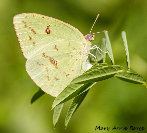 Cloudless Sulphur laying egg on Wild Senna (Senna hebecarpa)