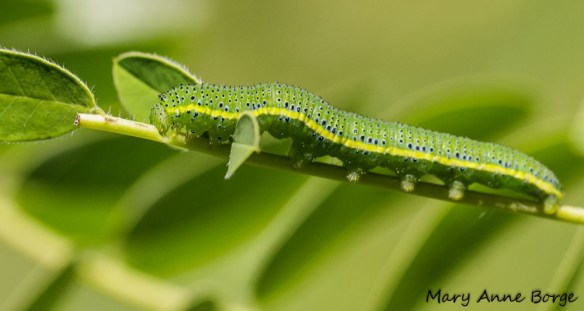 Cloudless Sulphur caterpillar eating leaf midrib of Wild Senna (Senna hebecarpa)
