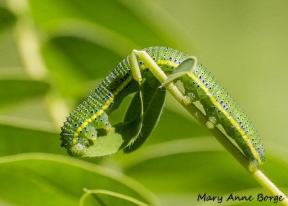 Cloudless Sulphur caterpillar eating leaflet of Wild Senna (Senna hebecarpa)
