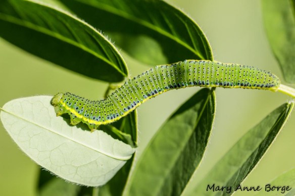 Cloudless Sulphur caterpillar on Wild Senna (Senna hebecarpa)