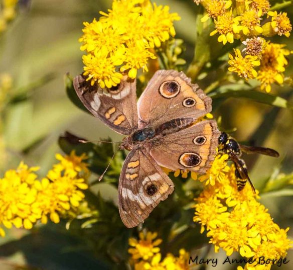 Common Buckeye and Potter Wasp on Goldenrod
