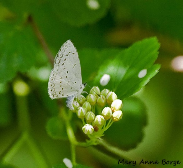 Azure laying eggs (ovipositing) on  Ninebark (Physocarpus opulifolius)
