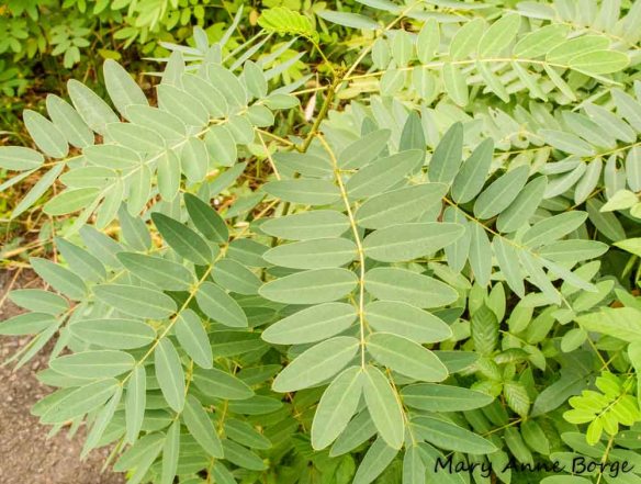 Wild Senna (Senna hebecarpa)
