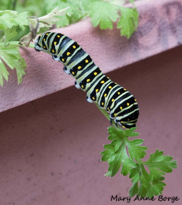 Black Swallowtail caterpillar eating parsley