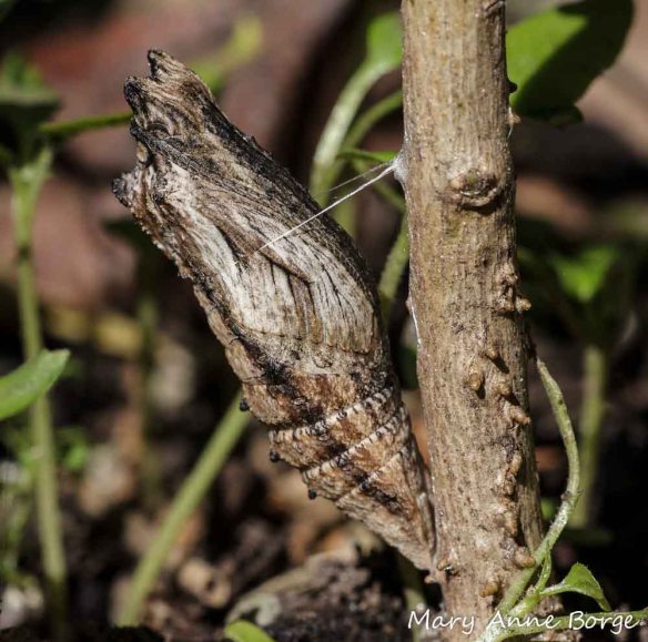 Black Swallowtail chrysalis on pepper plant