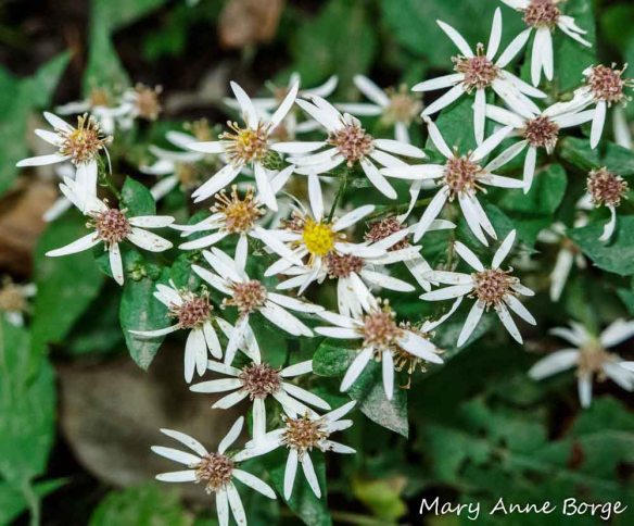 White Wood Aster