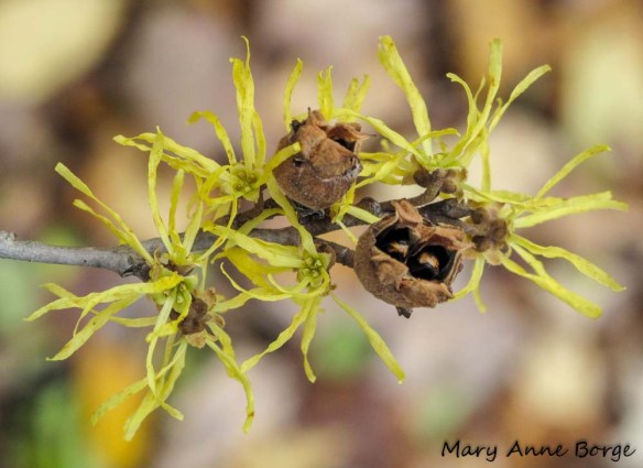 Witch-hazel flowers and fruits