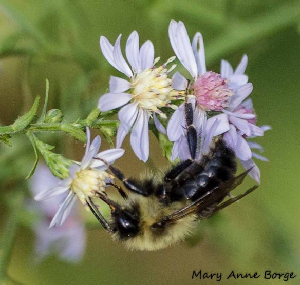 Blue Wood Aster with Bumble Bee