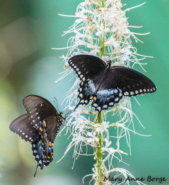 Spicebush Swallowtails nectaring on Bottlebrush Buckeye