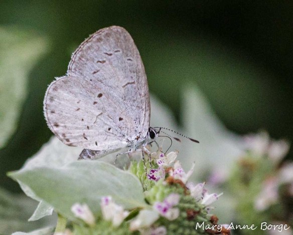 Summer Azure nectaring on Short-toothed Mountain Mint