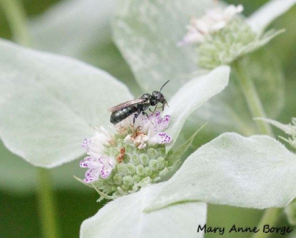Sweat Bee (Lasioglossum species) on Short-toothed Mountain Mint