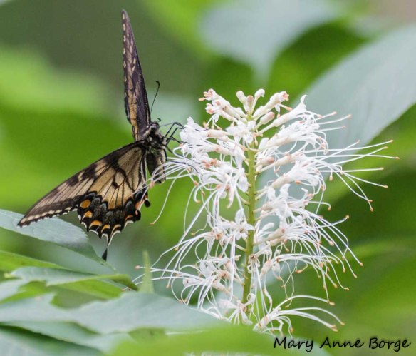 Dark form Eastern Tiger Swallowtail nectaring on Bottlebrush Buckeye