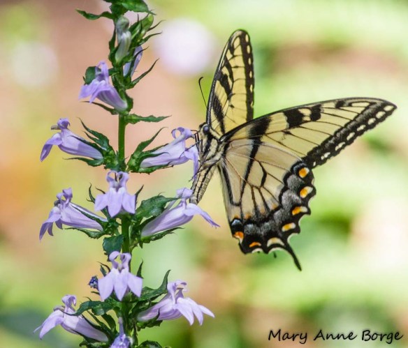 Eastern Tiger Swallowtail nectaring on Great Blue Lobelia