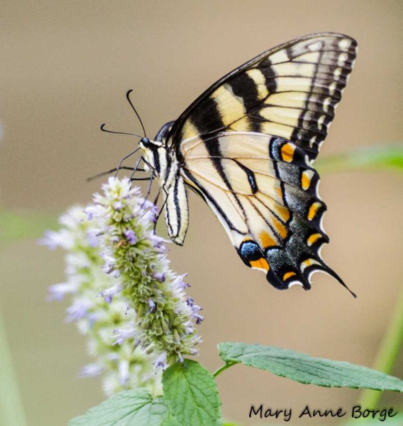 Eastern Tiger Swallowtail nectaring on Purple Giant Hyssop