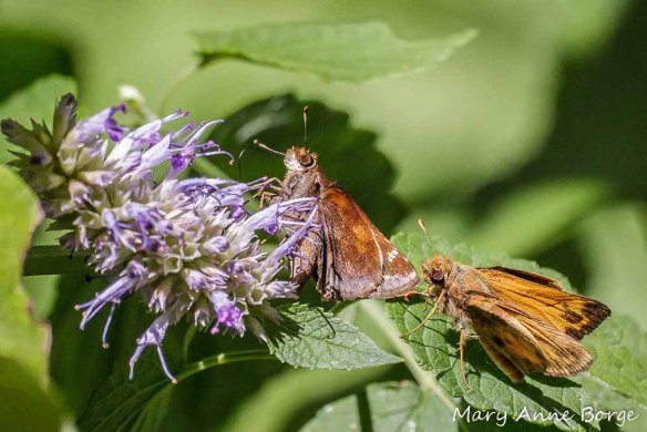 Courting Zabulon Skippers on Purple Giant Hyssop