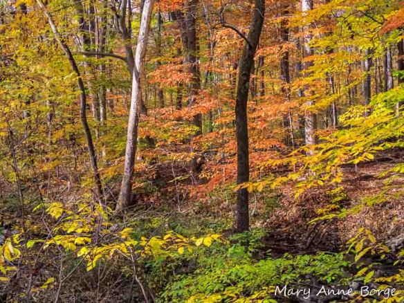 Alexauken Wildlife Management Area, West Amwell, New Jersey
