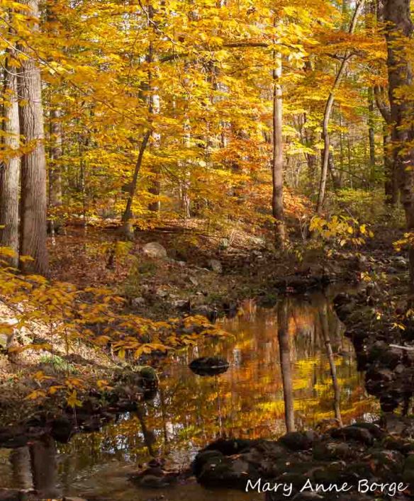 Alexauken Wildlife Management Area, West Amwell, New Jersey