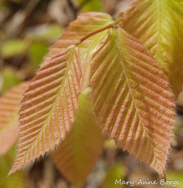 American Beech (Fagus grandifolia) Leaves in Spring