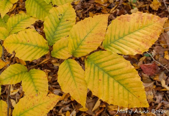 American Beech (Fagus grandifolia ) Leaves in Fall