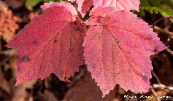 Maple-leaf Viburnum (Viburnum acerifolium) 