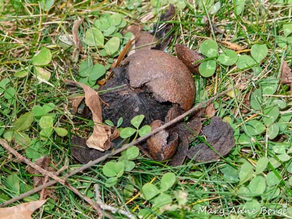 Black Walnut with hull partially removed