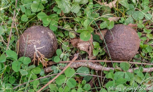 Fallen Black Walnuts