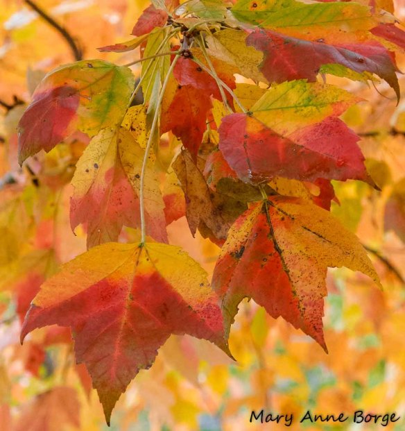 Red Maple (Acer rubrum) 